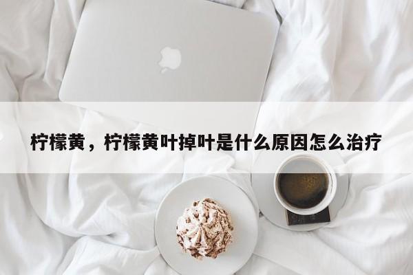 柠檬黄，柠檬黄叶掉叶是什么原因怎么治疗