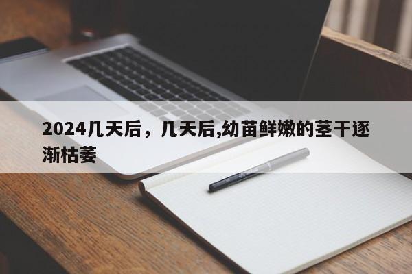 2024几天后，几天后,幼苗鲜嫩的茎干逐渐枯萎